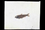 Fossil Fish (Knightia) - Green River Formation #179244-1
